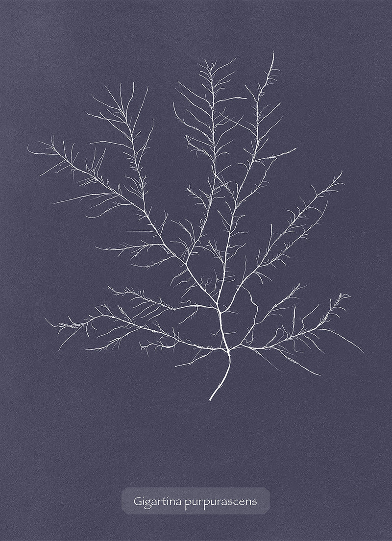 Algae Gigartina Purpurascens.