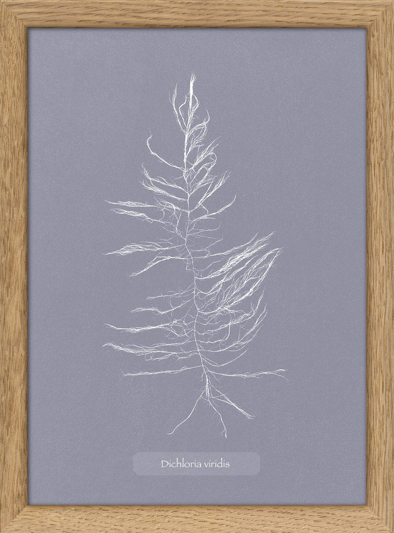 Algae Dichloria Viridis.