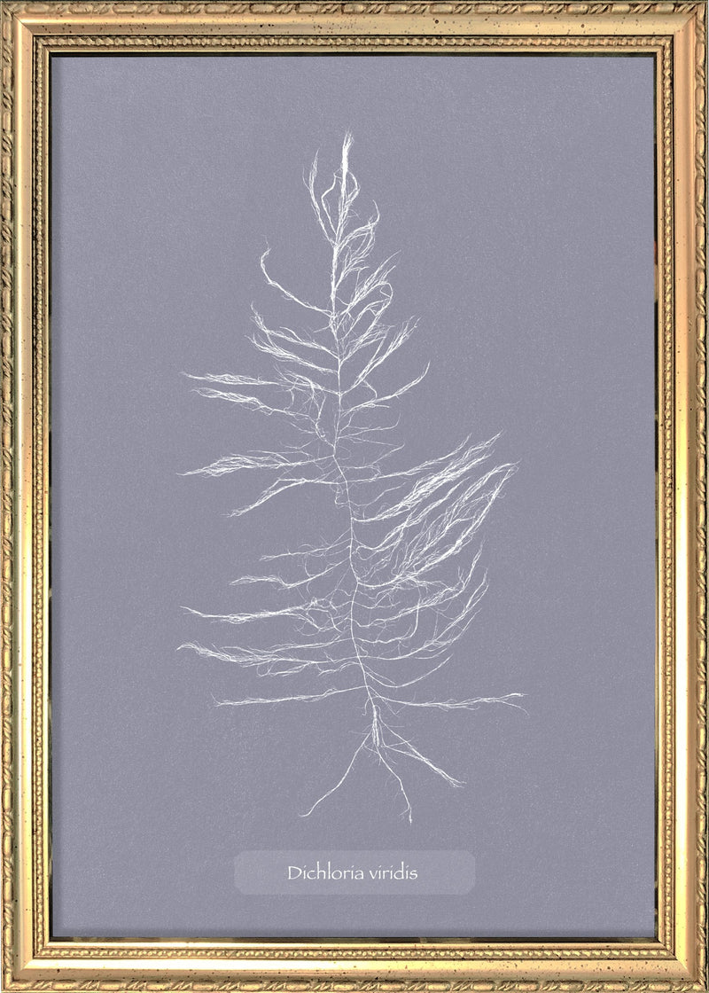 Algae Dichloria Viridis.