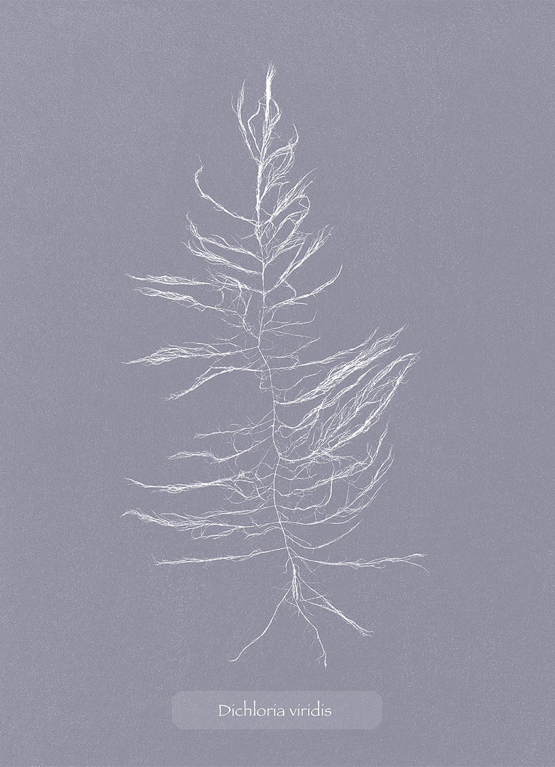 Algae Dichloria Viridis.