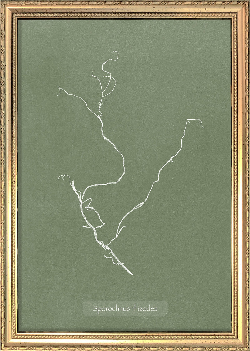 Algae Sporochnus Rhizodes.