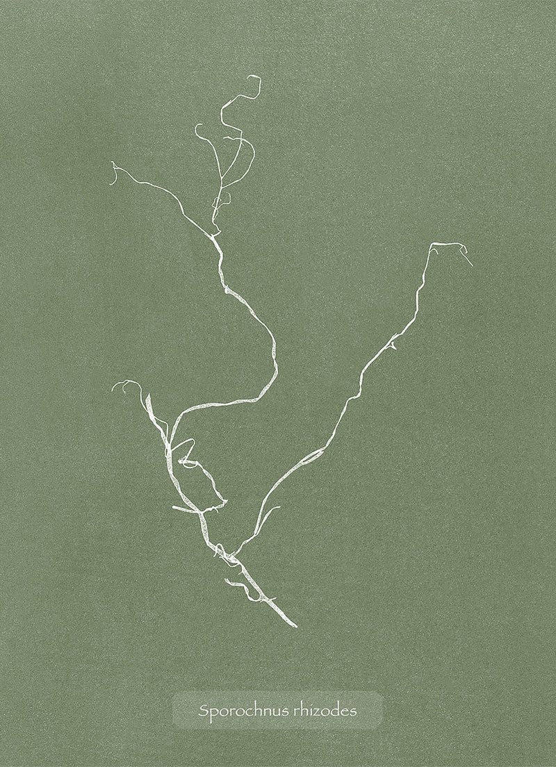 Algae Sporochnus Rhizodes.