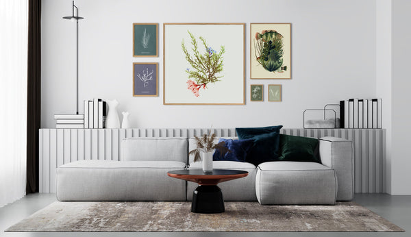 Algae Fucus Aruginosus.