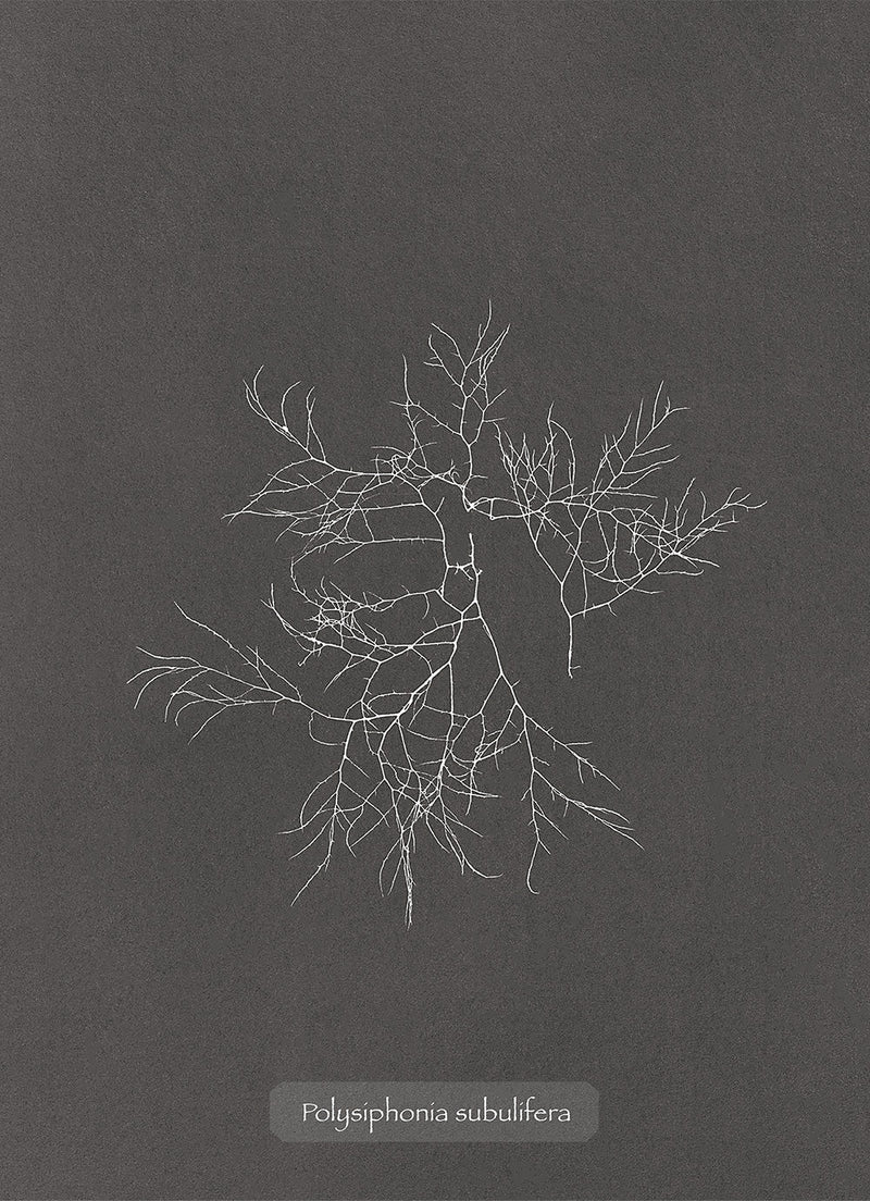 Algae Polysiphonia Subulifera.