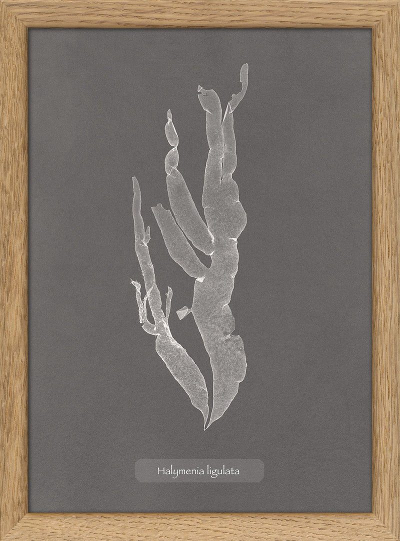 Algae Halymenia Ligulata.