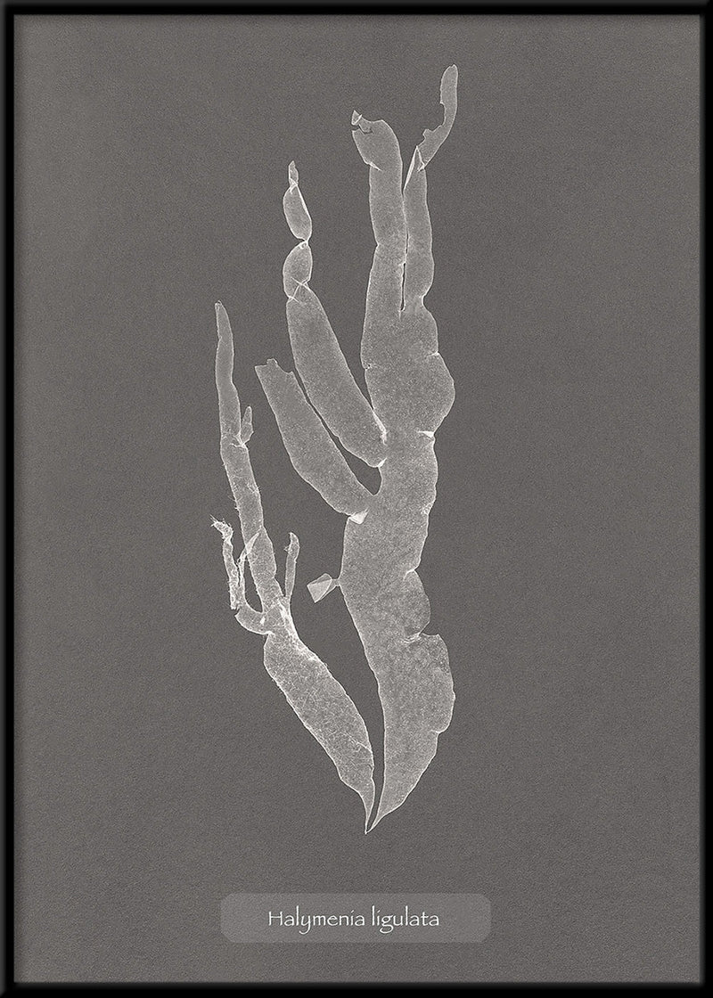 Algae Halymenia Ligulata.