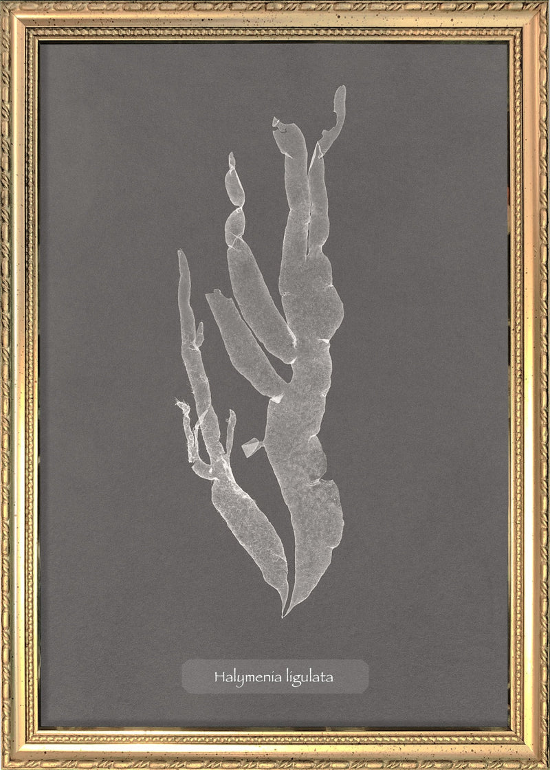 Algae Halymenia Ligulata.