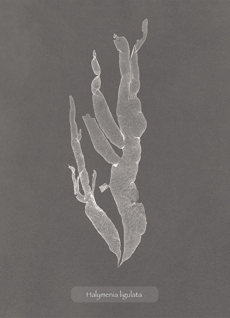 Algae Halymenia Ligulata.