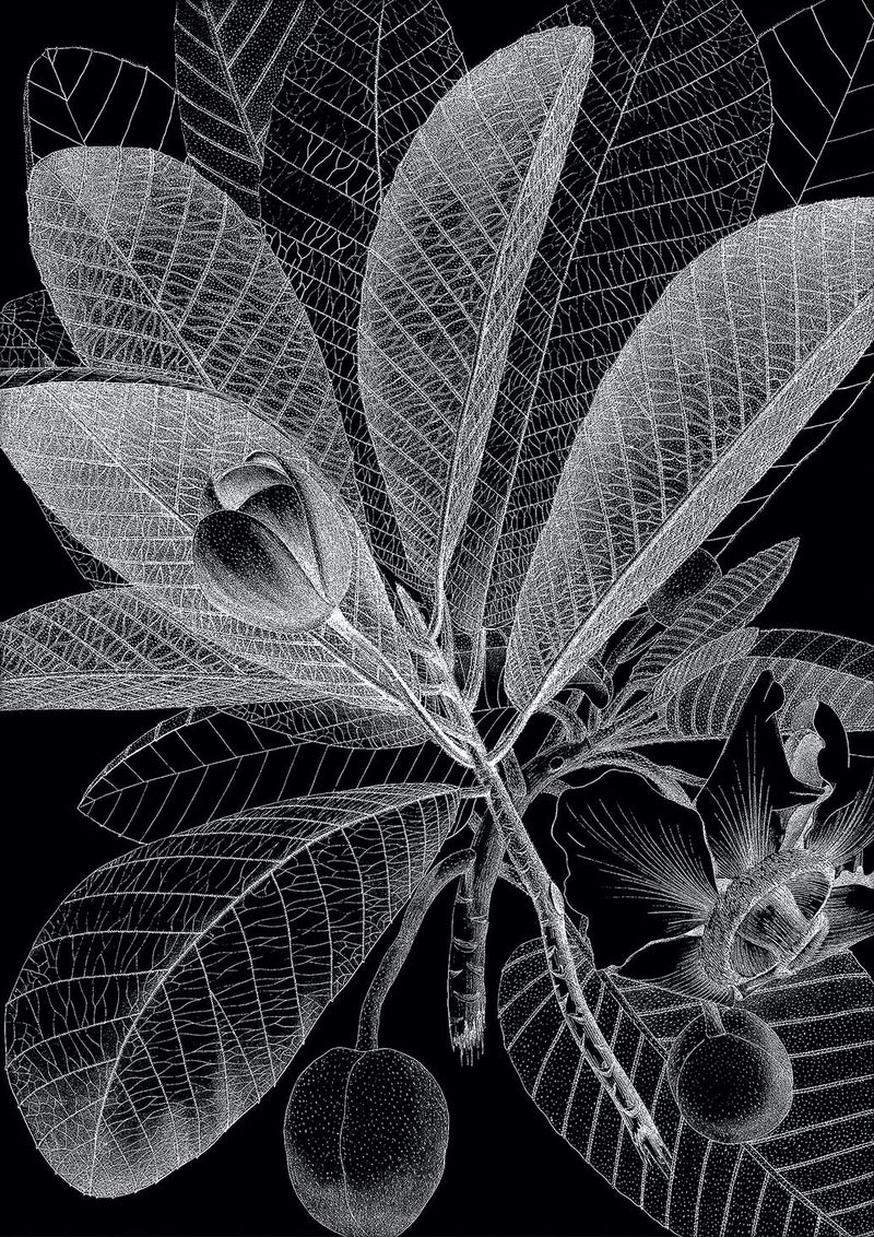 Botanical Study I. Mini Print