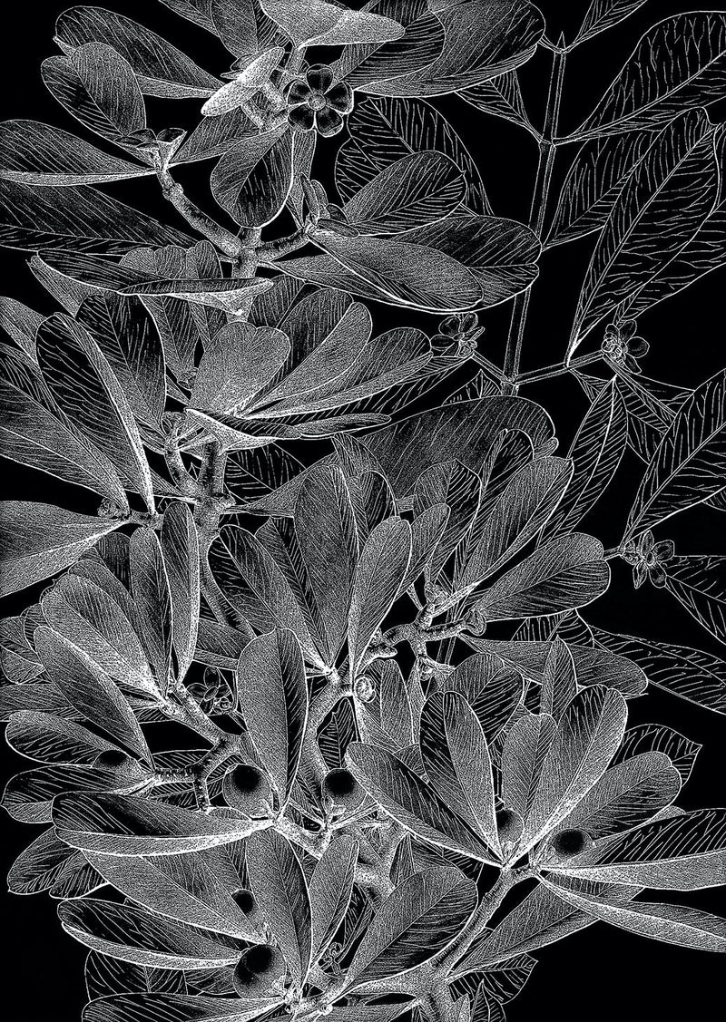 Botanical Study II. Mini Print