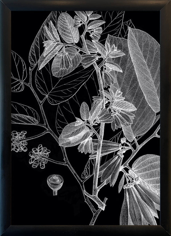 Botanical Study V. Mini Print