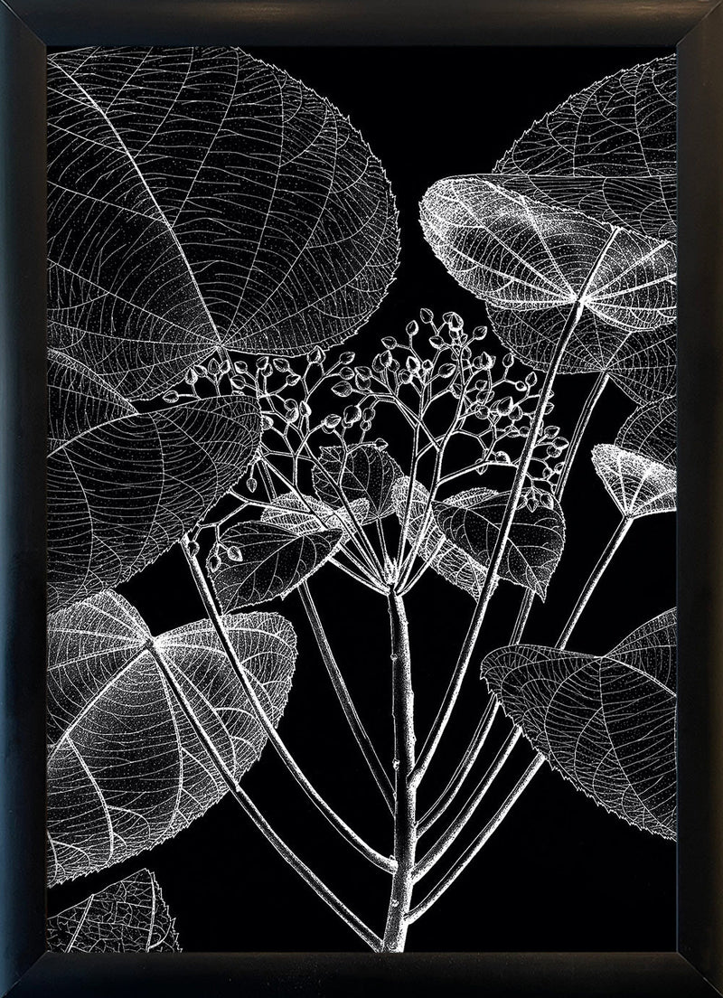 Botanical Study VI. Mini Print