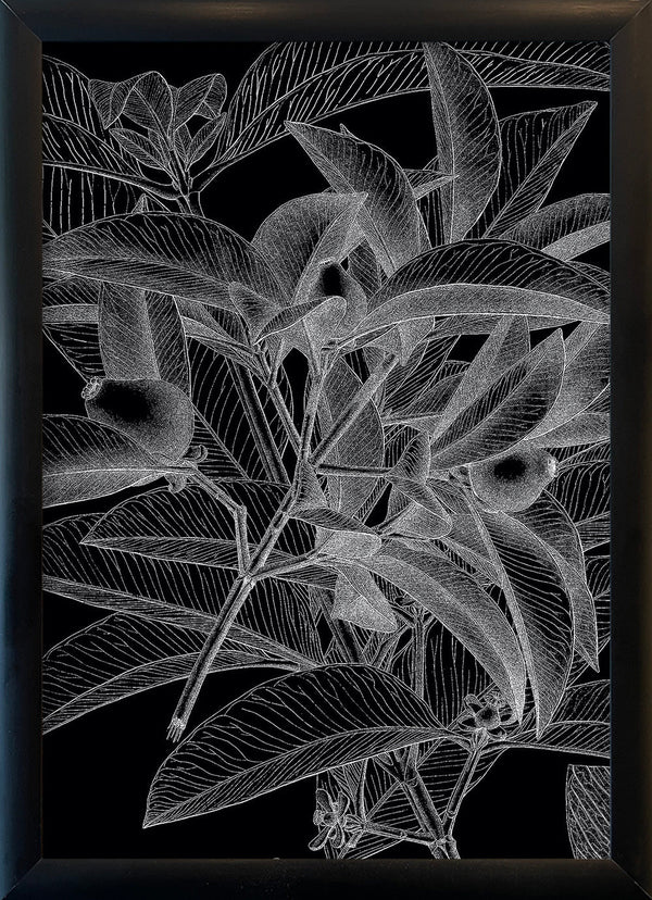 Botanical Study VIII. Mini Print