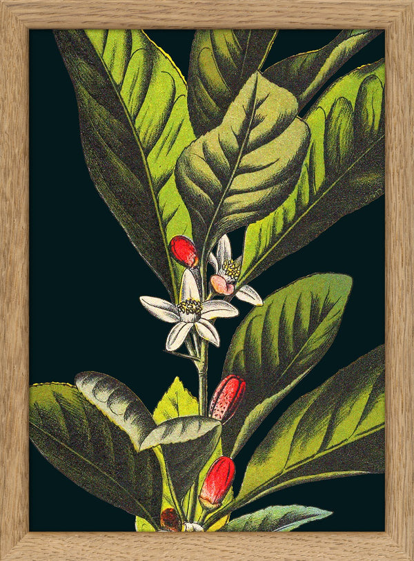 Herbs Details. Mini Print