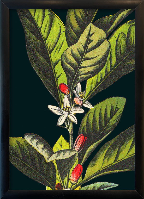 Herbs Details. Mini Print