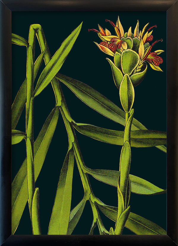 Ginger Details. Mini Print