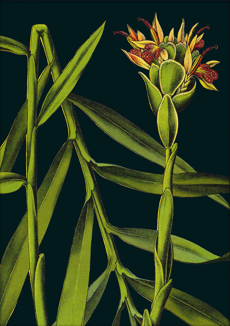 Ginger Details. Mini Print