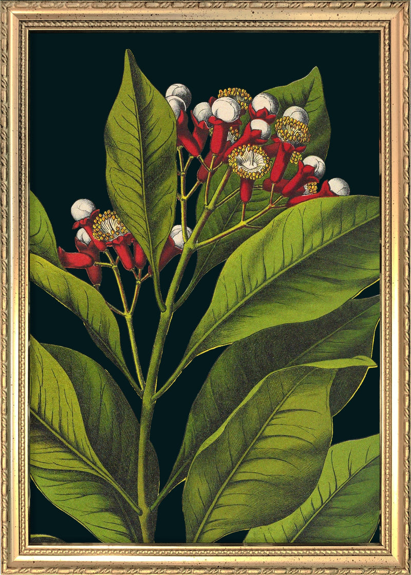 Herbs Details. Mini Print