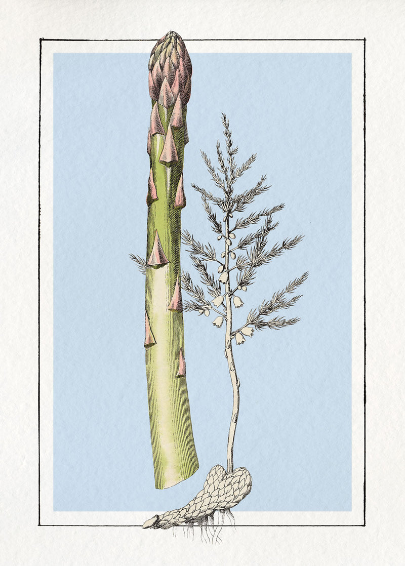 Asparagus. Mini Print