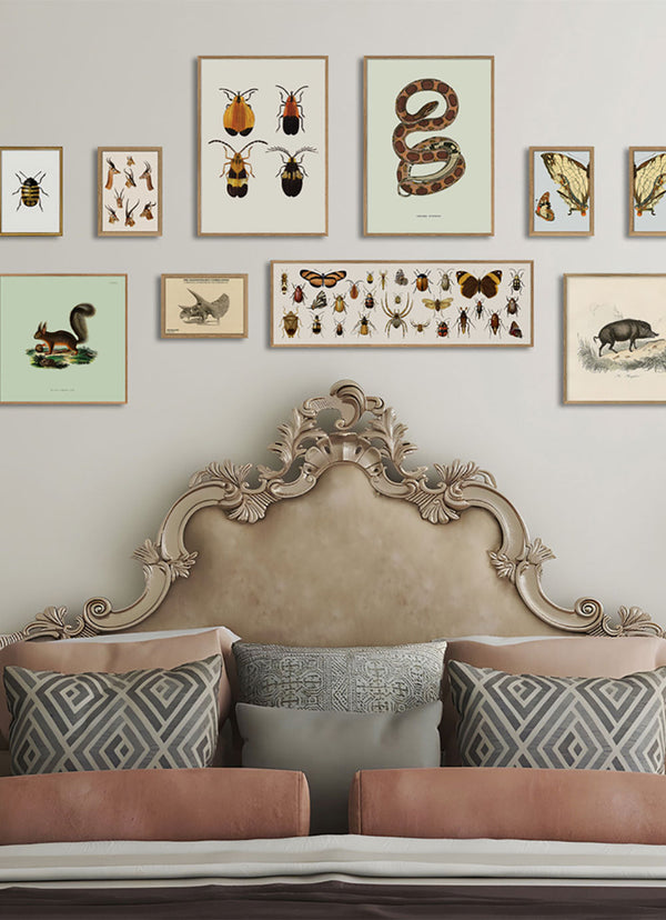 Butterflies, Beetles and Spiders