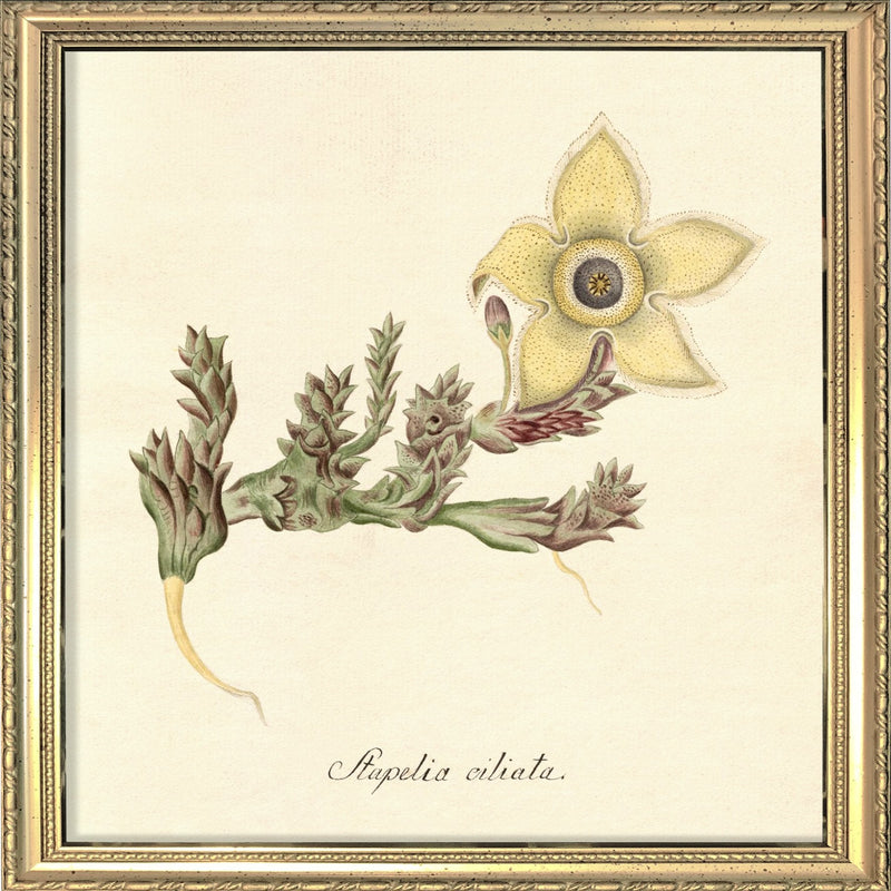 Stapelia Ciliata. Mini Print