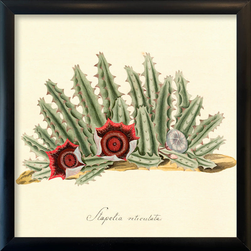Stapelia Reticulata. Mini Print