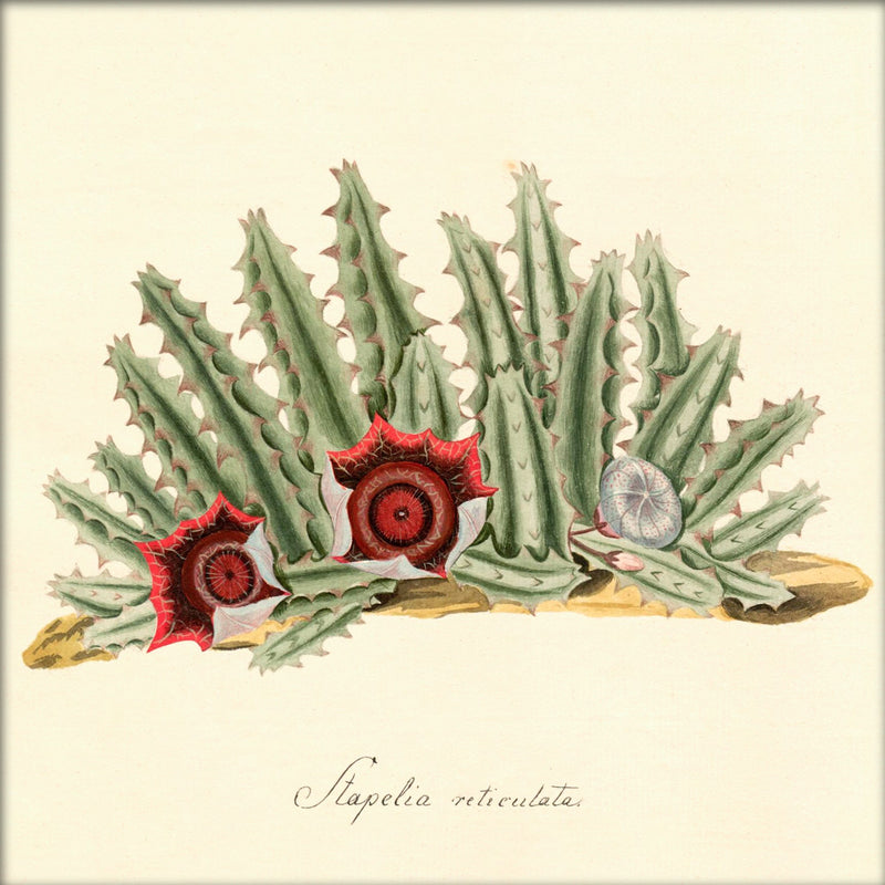 Stapelia Reticulata. Mini Print