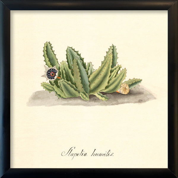 Stapelia Humilis. Mini Print