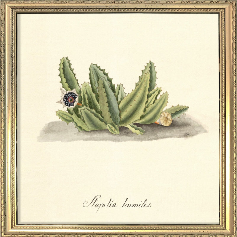 Stapelia Humilis. Mini Print