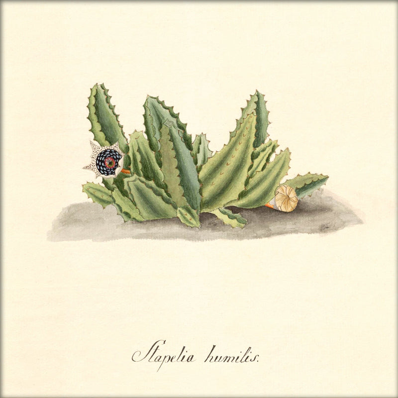 Stapelia Humilis. Mini Print
