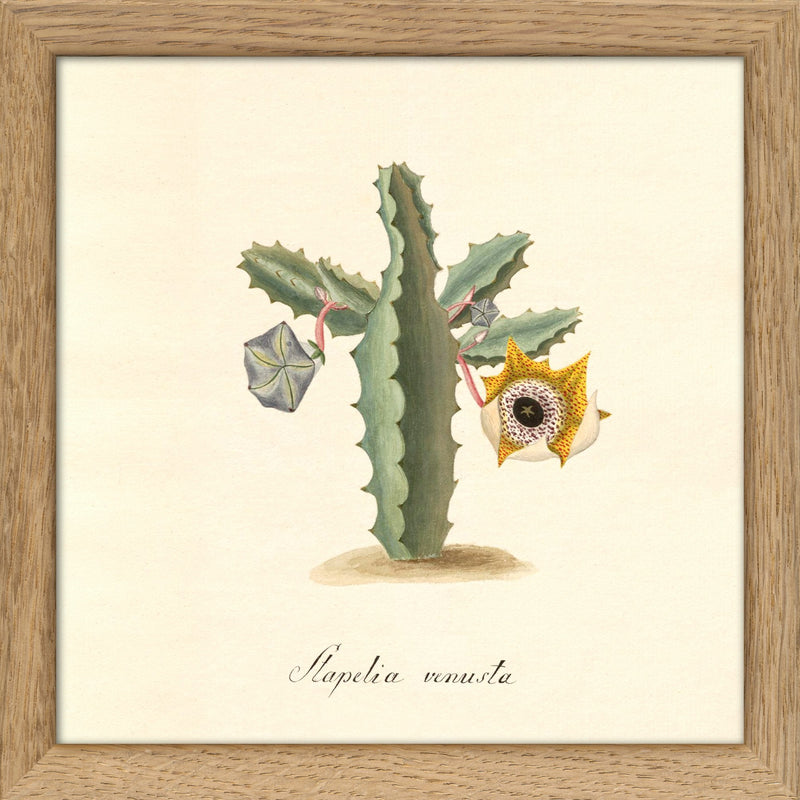 Stapelia Venusta. Mini Print