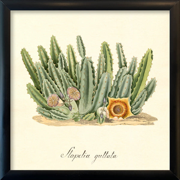 Stapelia Guttata. Mini Print