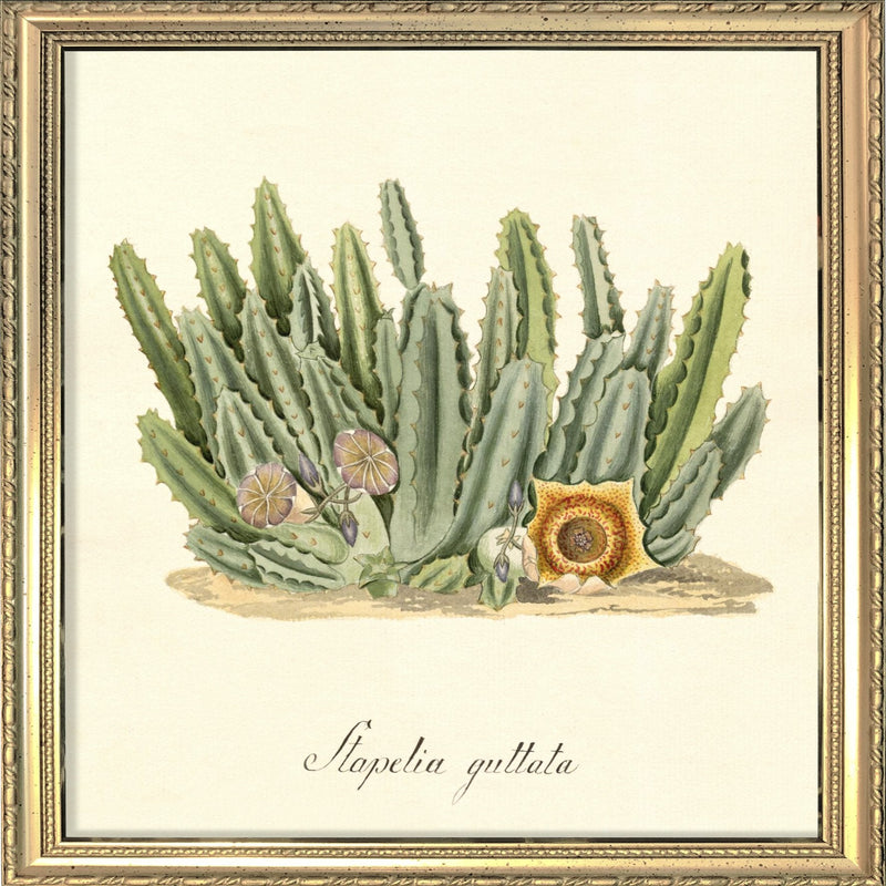 Stapelia Guttata. Mini Print