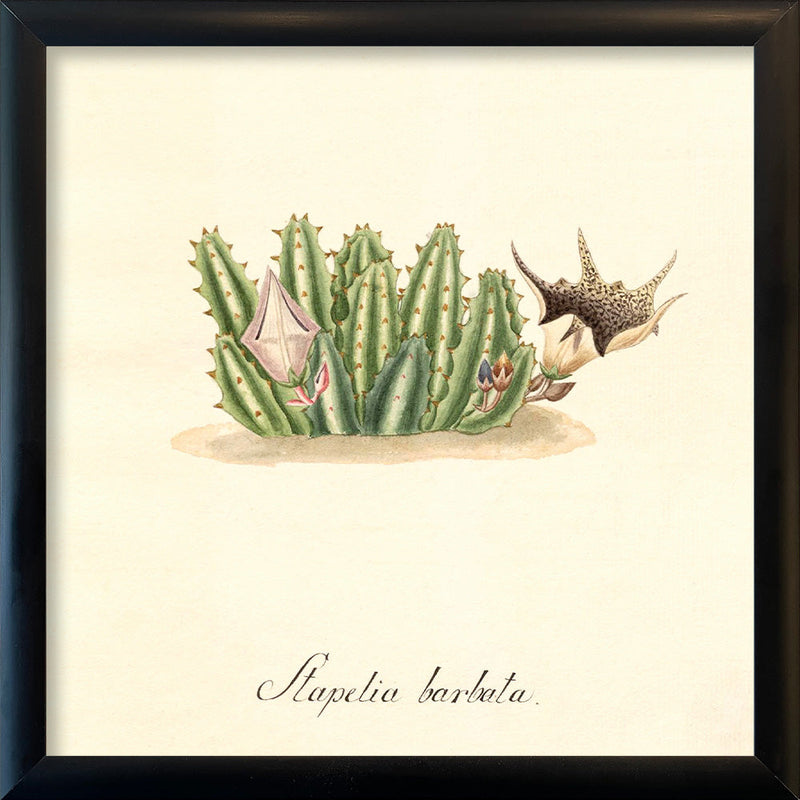 Stapelia Barbata. Mini Print