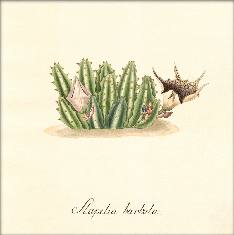 Stapelia Barbata. Mini Print