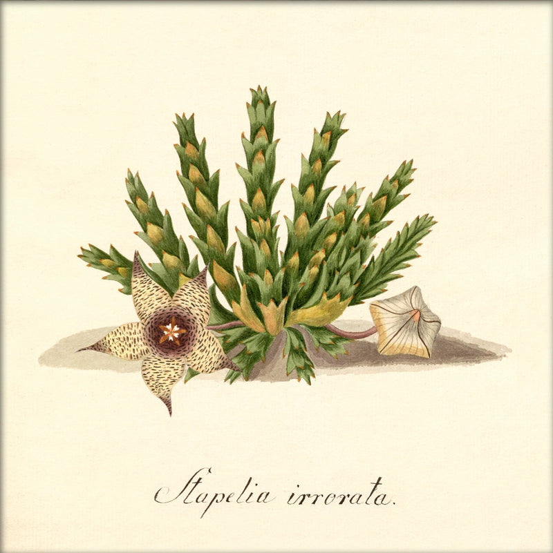 Stapelia Irrorata. Mini Print