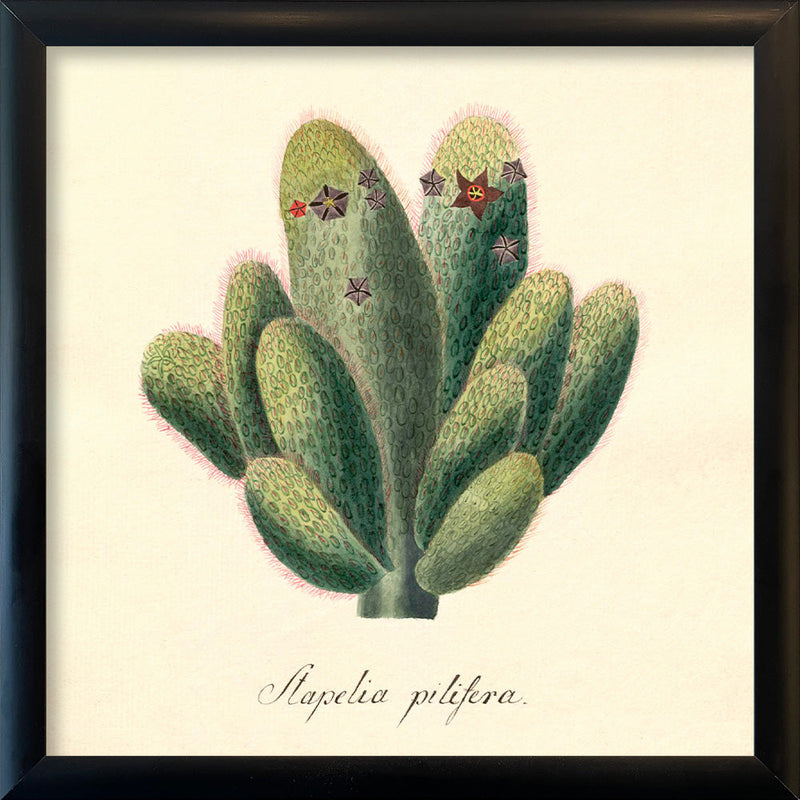 Stapelia Pilifera. Mini Print