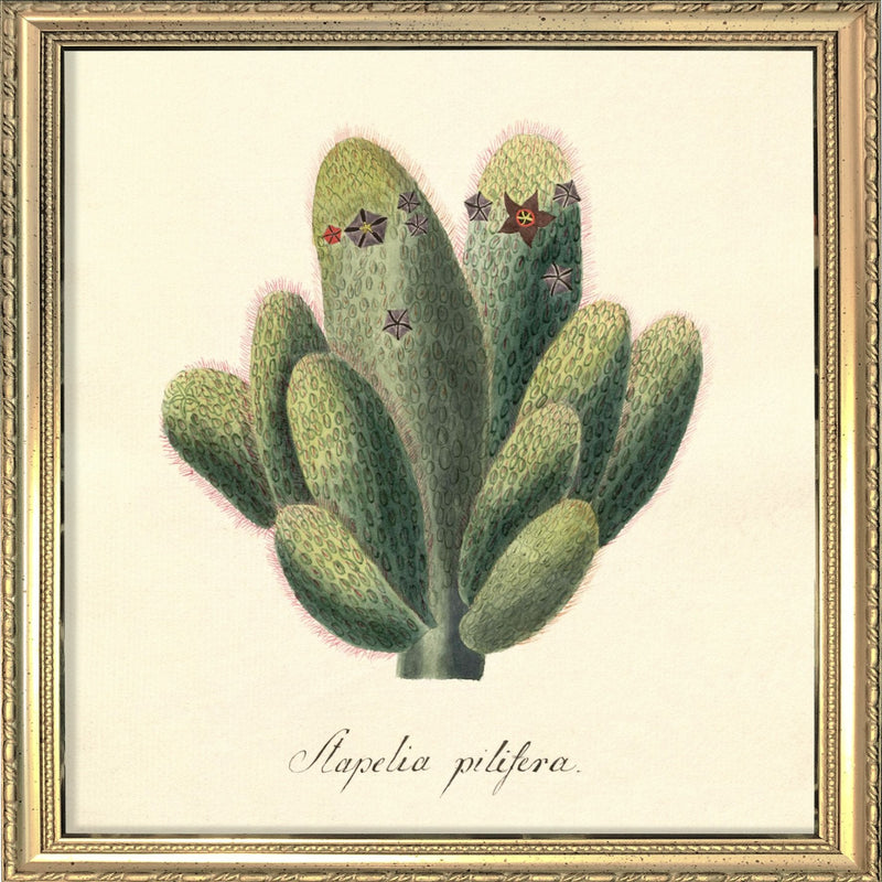 Stapelia Pilifera. Mini Print