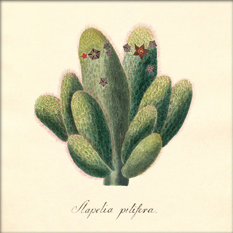 Stapelia Pilifera. Mini Print
