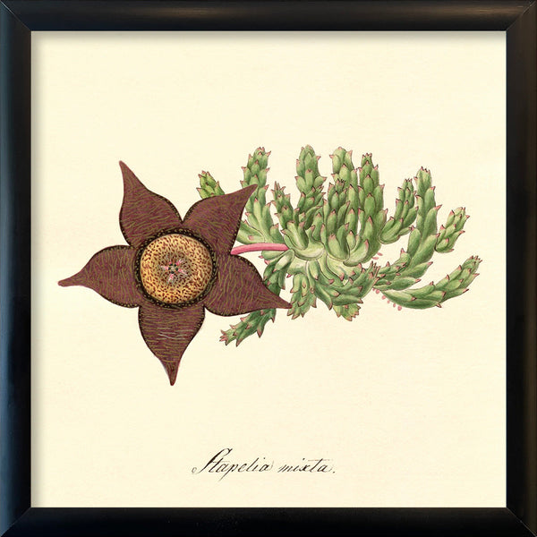 Stapelia Mixta. Mini Print