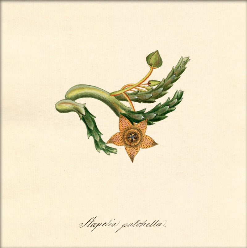 Stapelia Pulchella. Mini Print