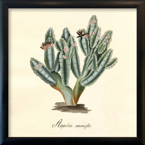 Stapelia Campanulata. Mini Print