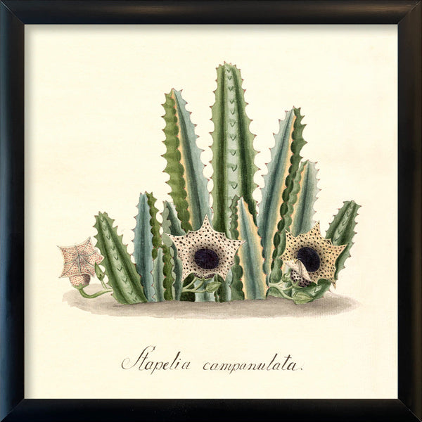Stapelia Campanulata. Mini Print