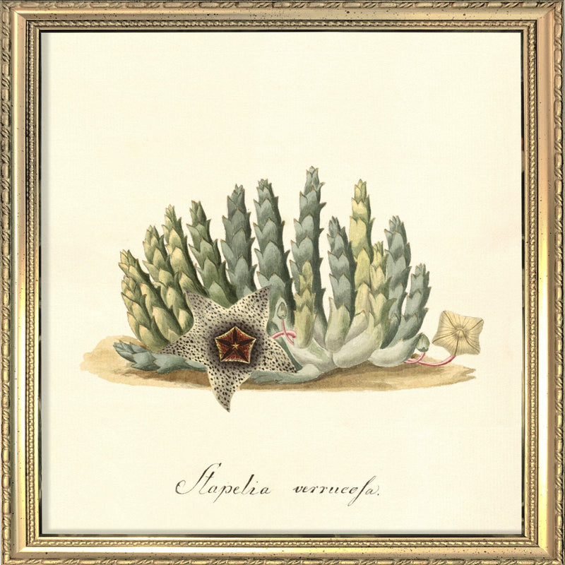Stapelia Verrucofa. Mini Print