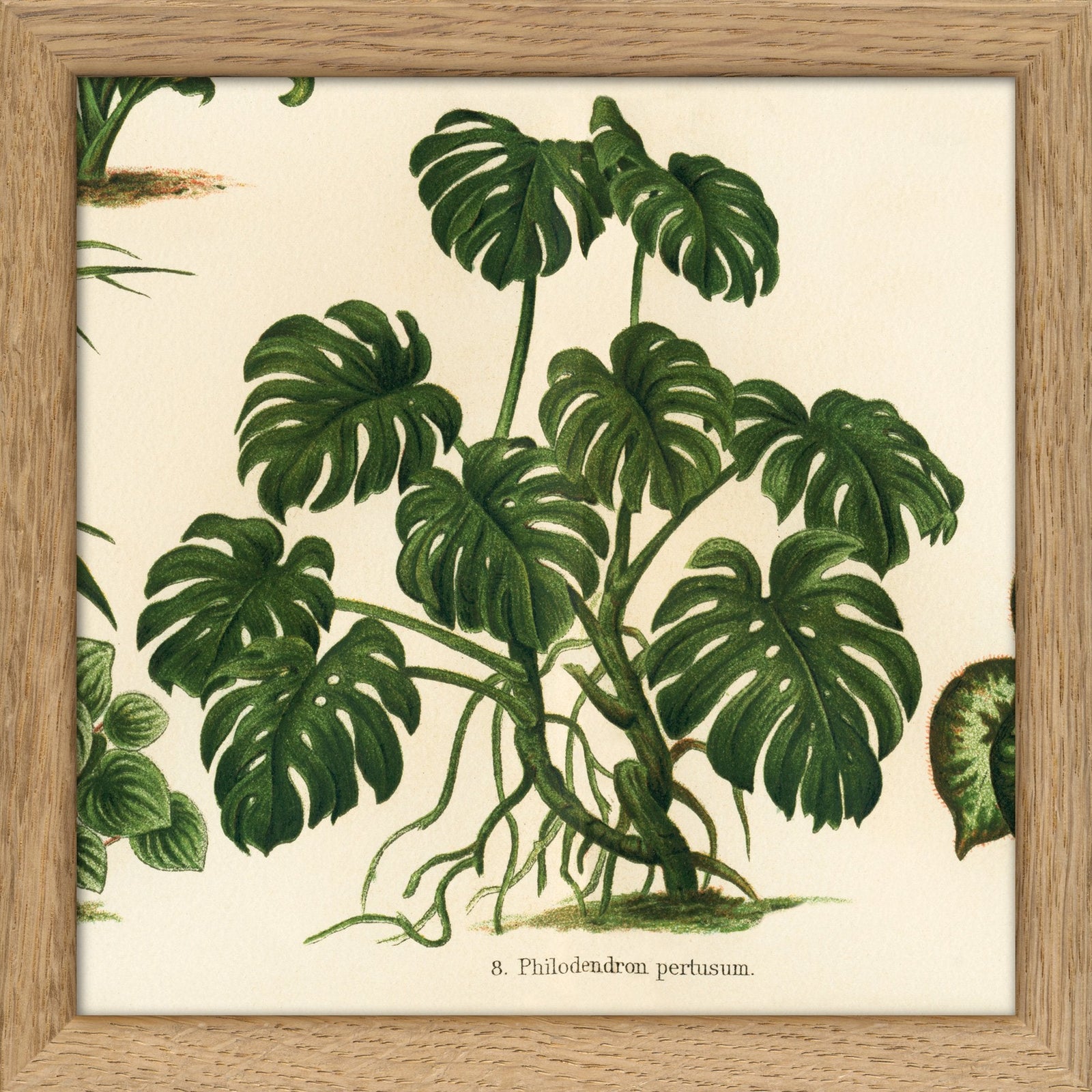 philodendron pertusum Philodendron Pertusum. Mini Print