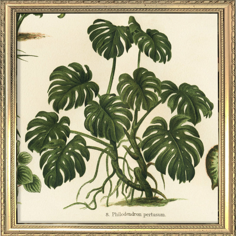 Philodendron Pertusum. Mini Print