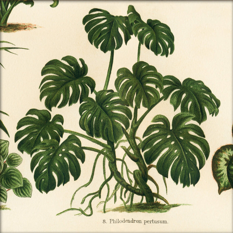 Philodendron Pertusum. Mini Print
