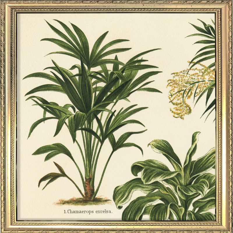 Chamaerops Excelsa. Mini Print