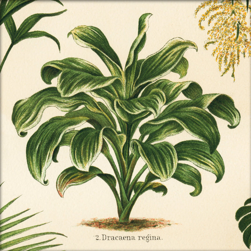 Dracaena Regina. Mini Print