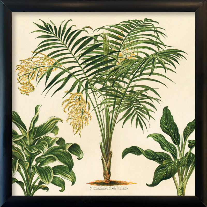 Chamaedorea Lunata. Mini Print
